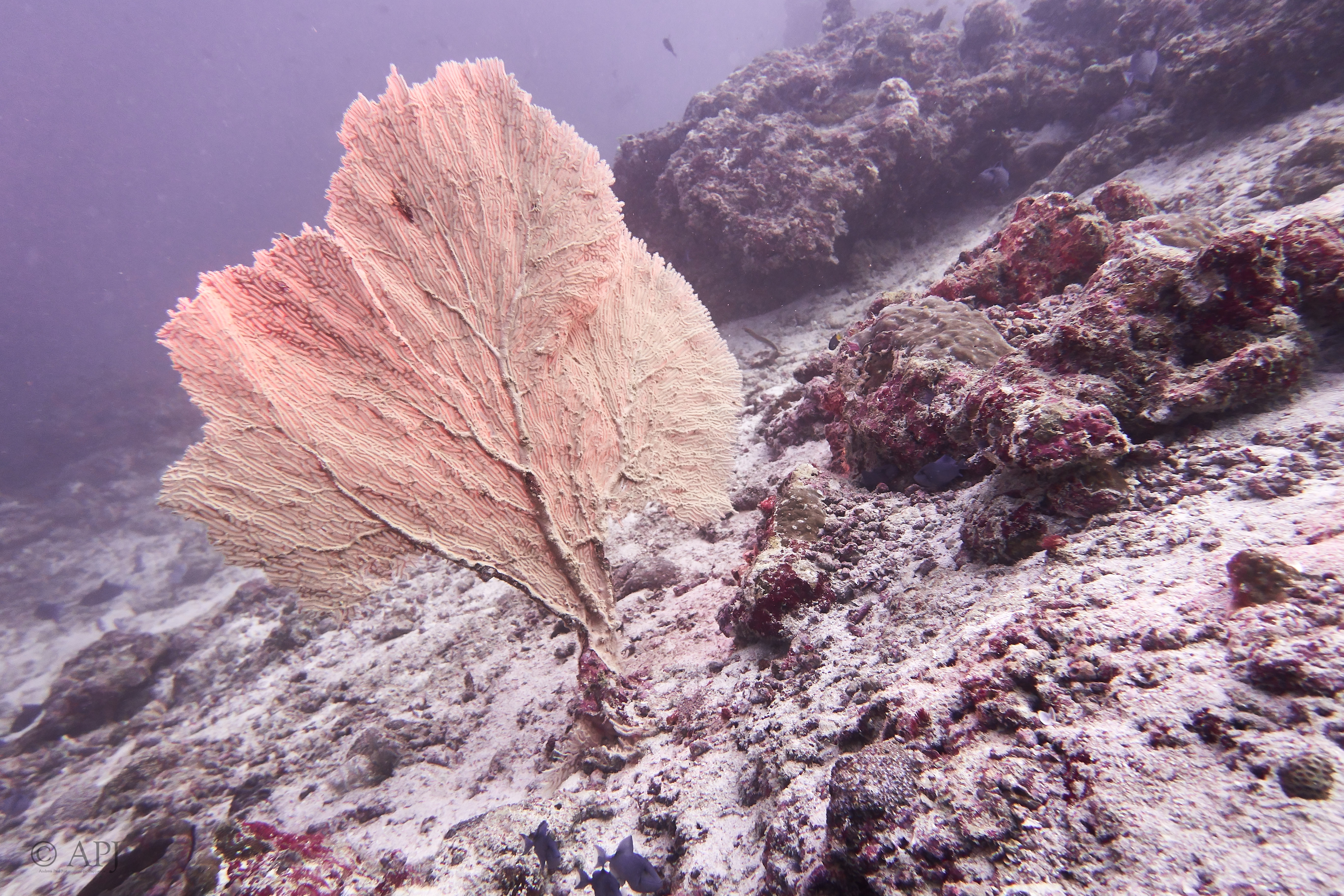 001990 16 08 17  Canon PowerShot G7 X Mark II   Malediven2017